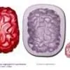 Artyco mould - brain large bij cake, bake & love 3