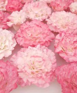 Fmm easiest carnation ever (3)