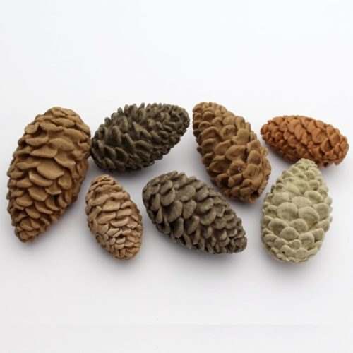 Katy sue mould pine cones by nicholas lodge (2)