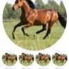 Eetbare taartprint paard - 18 cm rond + 8 cupcake rondjes bij cake, bake & love 3