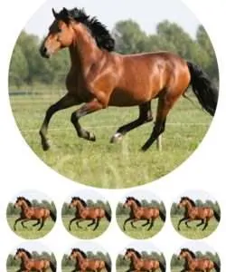 Eetbare Taartprint Paard - 18 cm rond + 8 cupcake rondjes