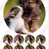 Eetbare taartprint huisdieren 1 - 18 cm rond + 8 cupcake rondjes bij cake, bake & love 1