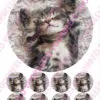 Eetbare taartprint kitten 1 - 18 cm rond + 8 cupcake rondjes bij cake, bake & love 1