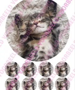 Eetbare Taartprint Kitten 1 - 18 cm rond + 8 cupcake rondjes