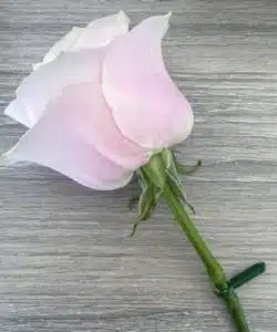 Cake pin set 6 - groen bij cake, bake & love 14 Cake pin set 6 - groen bij cake, bake & love 13