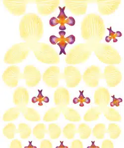Crystal Candy Edible Flowers Kit - Orchid White