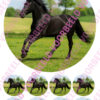 Eetbare taartprint zwart paard - 18 cm rond rond + 8 cupcake rondjes bij cake, bake & love 3