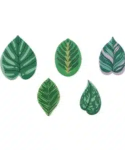 Ouwel Leafs