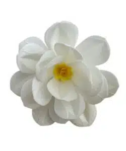 Premium Wafer Flower - White Camelia - 1 stuks
