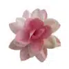 Premium wafer flower - pink camelia - 1 stk bij cake, bake & love 2 Premium wafer flower - pink camelia - 1 stk bij cake, bake & love 1