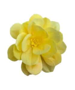 Premium Wafer Flower - Yellow Camelia - 1 stuks